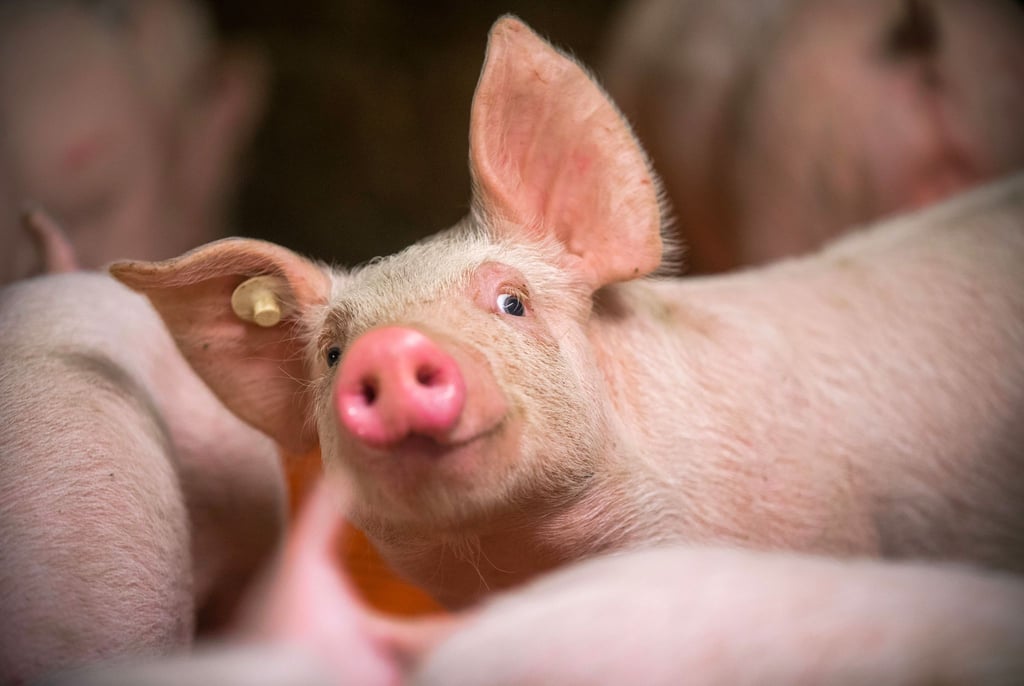 Eine Mehrheit der Verbraucher in Deutschland ist nach eigenen Angaben bereit für mehr Tierwohl höhere Preise für Fleisch zu zahlen.