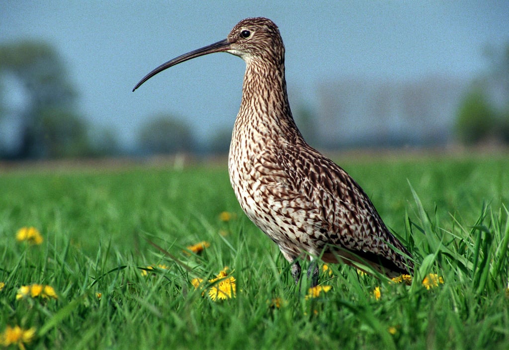 Bei einem Brachvogel ist das Geflügelpestvirus nachgewiesen worden. Er wurde bei Diesdorf gefunden.