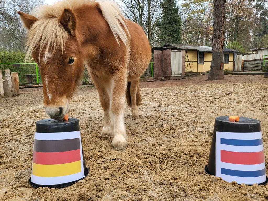 Shetlandpony Julius bei seiner Orakeltätigkeit.