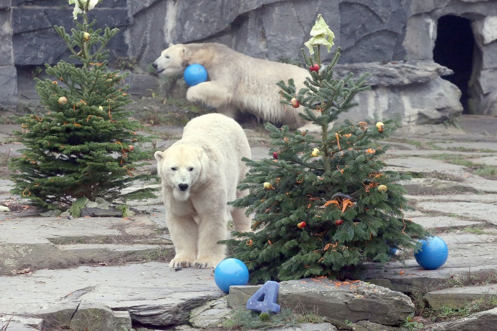 Mit Obst, Gemüse und Fischen geschmückte Weihnachtsbäume stehen im Berliner Tierpark.