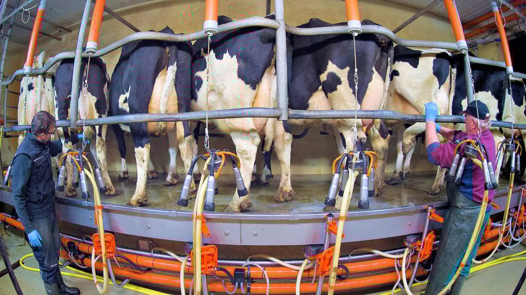 Es läuft wieder besser in den Ställen – die Bauern in Sachsen-Anhalt bekommen aktuell deutlich mehr Geld für ihre Milch.