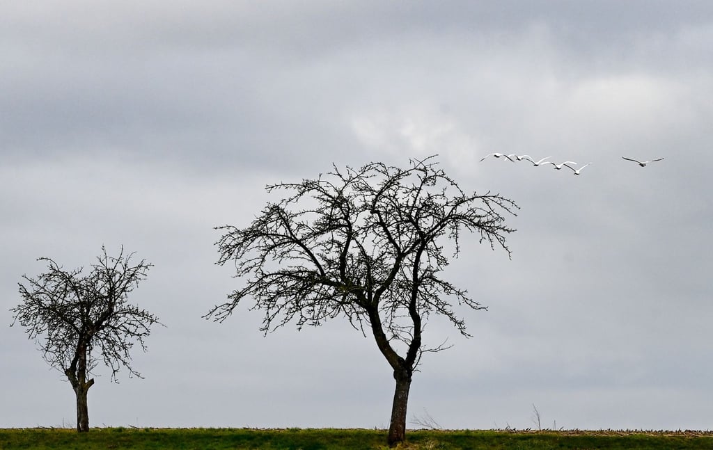 Schwäne fliegen am Morgen über einem Feld und Bäumen.