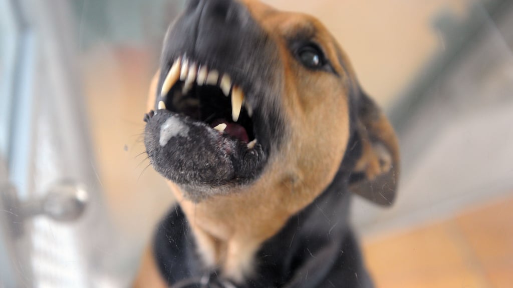 Ein unangeleinter Hund ist am Donnerstag in Merseburg auf einen anderen Hund losgegangen.