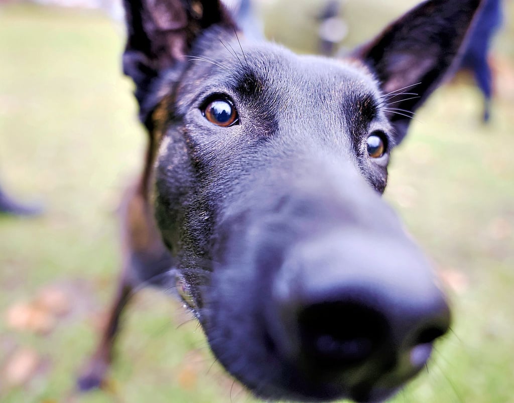 Wie hoch darf die Steuer für einen Hund sein? Die Meinungen gehen auseinander.