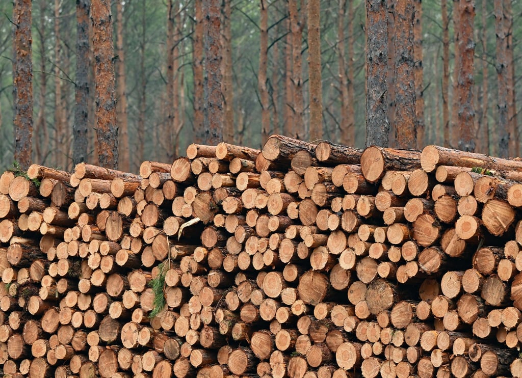 Gefällte Kiefernstämme liegen in einem Kiefernwald auf einem Stapel.