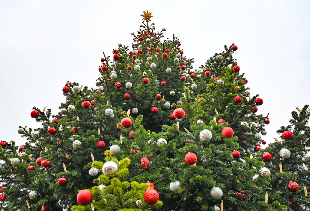 Der frühe Weihnachtsbaum liegt im Trend.