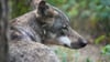 Ein Europäischer Wolf sitzt im Wildpark Schorfheide im Wald.
