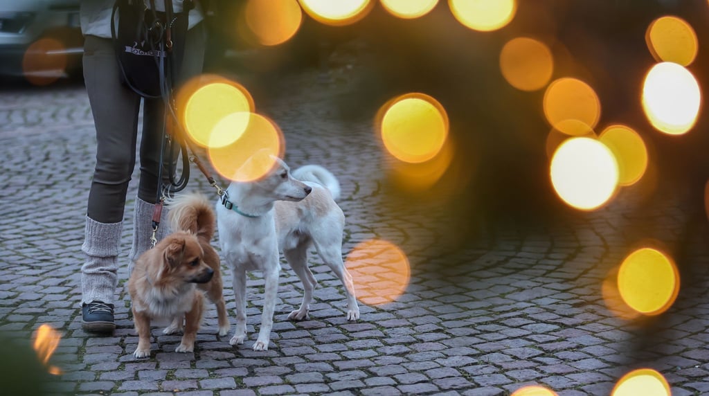 Die Mischlinge Bobby (l) und Louis stehen an einem beleuchteten Weihnachtsbaum in Taucha.