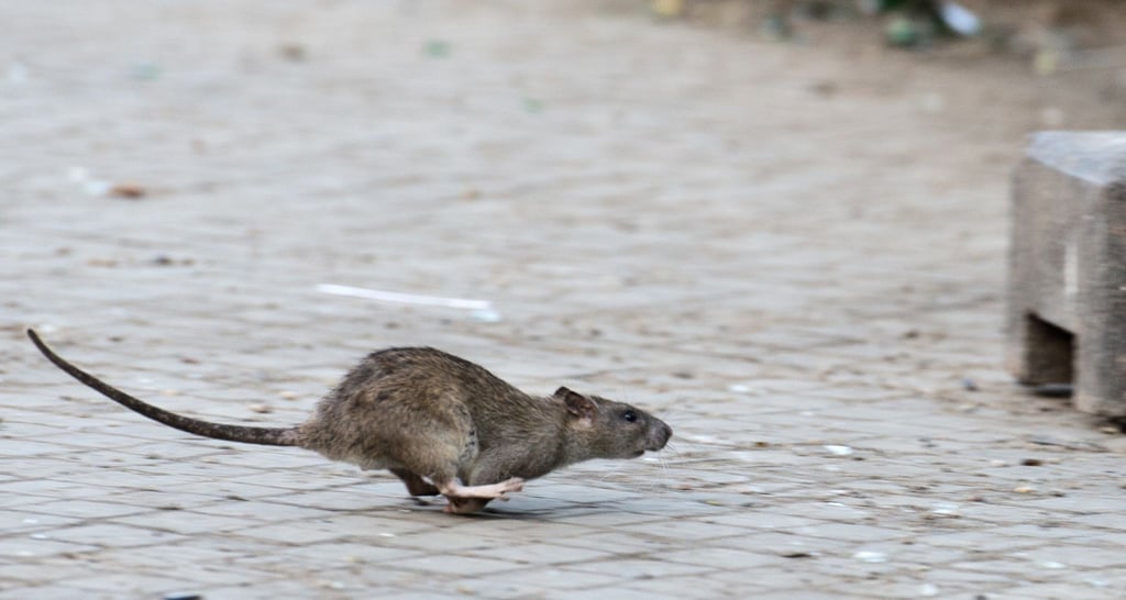 „Ratten werden dieses Jobangebot hassen“, heißt es in einer Stellenausschreibung der New Yorker Stadtverwaltung.