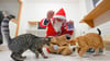 Ein als Weihnachtsmann kostümierter Mann beschenkt einige Katzen mit Leckereien und Spielzeug.