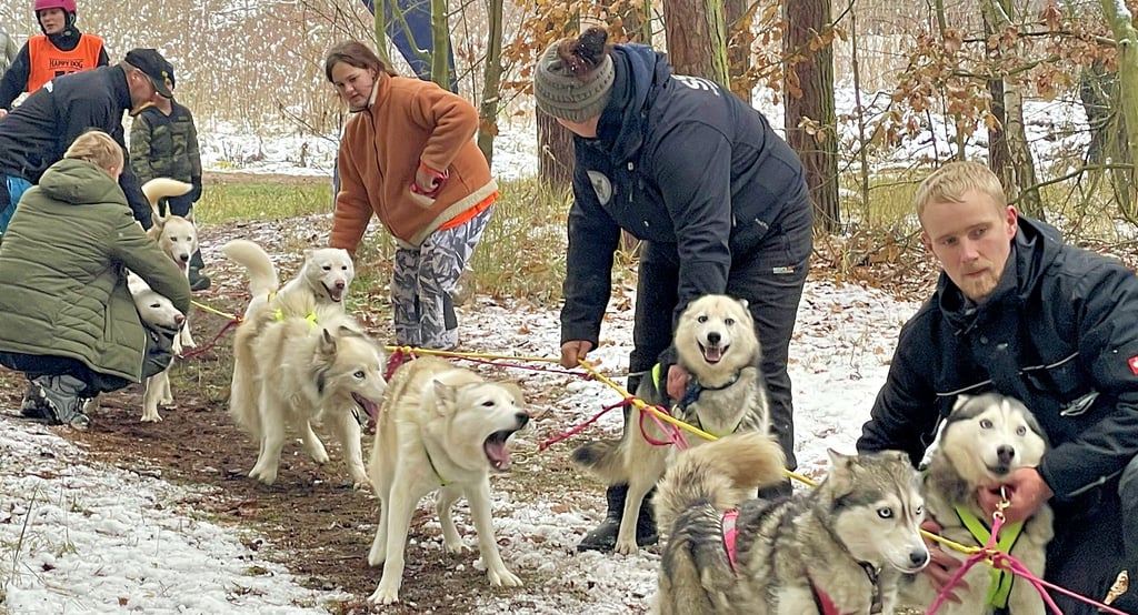 Tierische Vorfreude auf das bevorstehende Rennen im Burger Stadtwald: Die Huskys von Vivien und Karolina Krause werden angespannt.