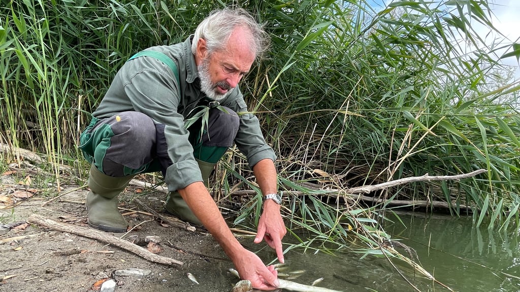 Im August 2022 war es im Salbker See I erneut zu einem Fischsterben gekommen. Edgar Appenrodt vom Magdeburger Anglerverband zeigt einen der toten Fische.