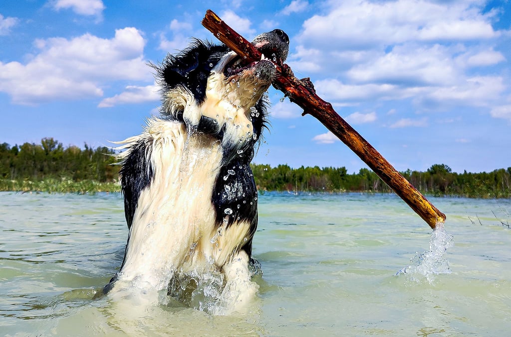 Können Hunde am Strand in Burgliebenau bald auch ausgiebig toben?