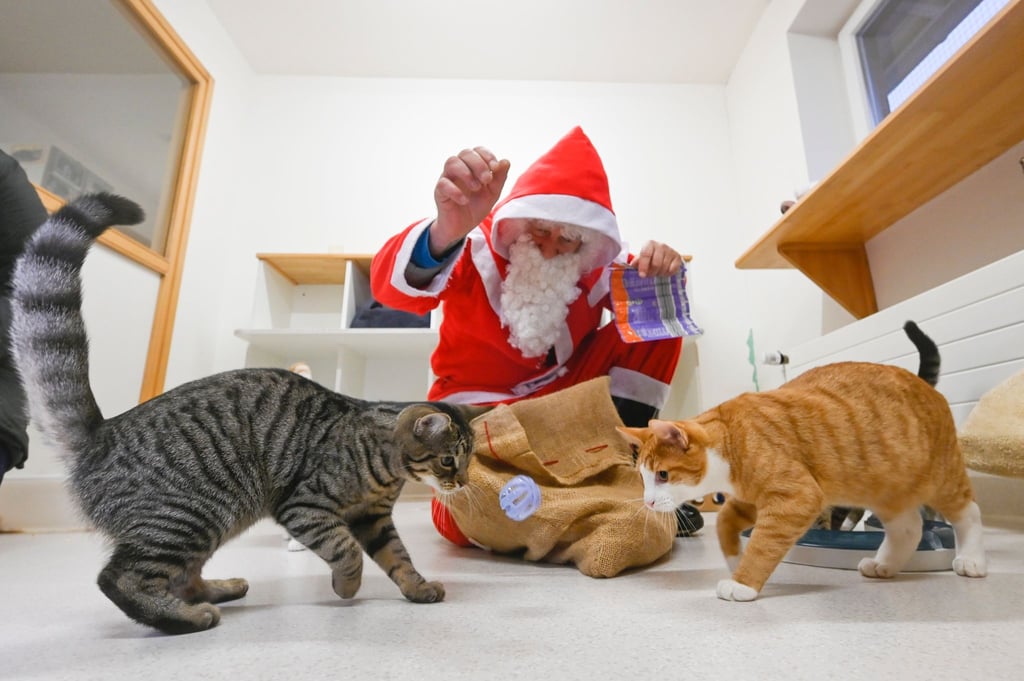 Ein als Weihnachtsmann kostümierter Mann beschenkt einige Katzen mit Leckereien und Spielzeug.