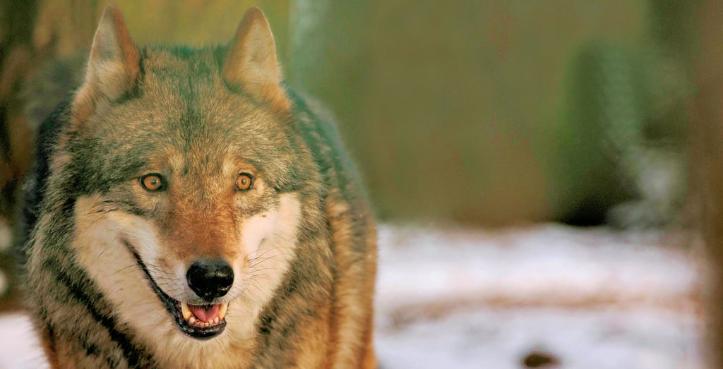 Der einst ausgerottete Wolf kehrt zunehmend in seinen angestammten Lebensraum in Mitteldeutschland zurück.