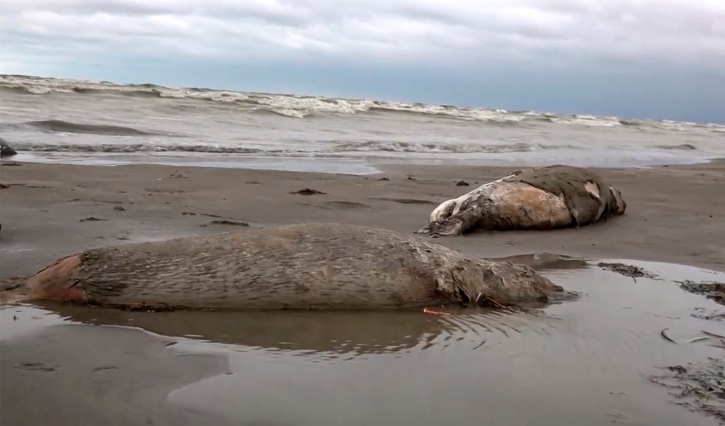 Zwei tote Robben liegen am Strand des Kaspischen Meers in Dagestan.