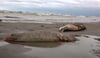 Zwei tote Robben liegen am Strand des Kaspischen Meers in Dagestan.