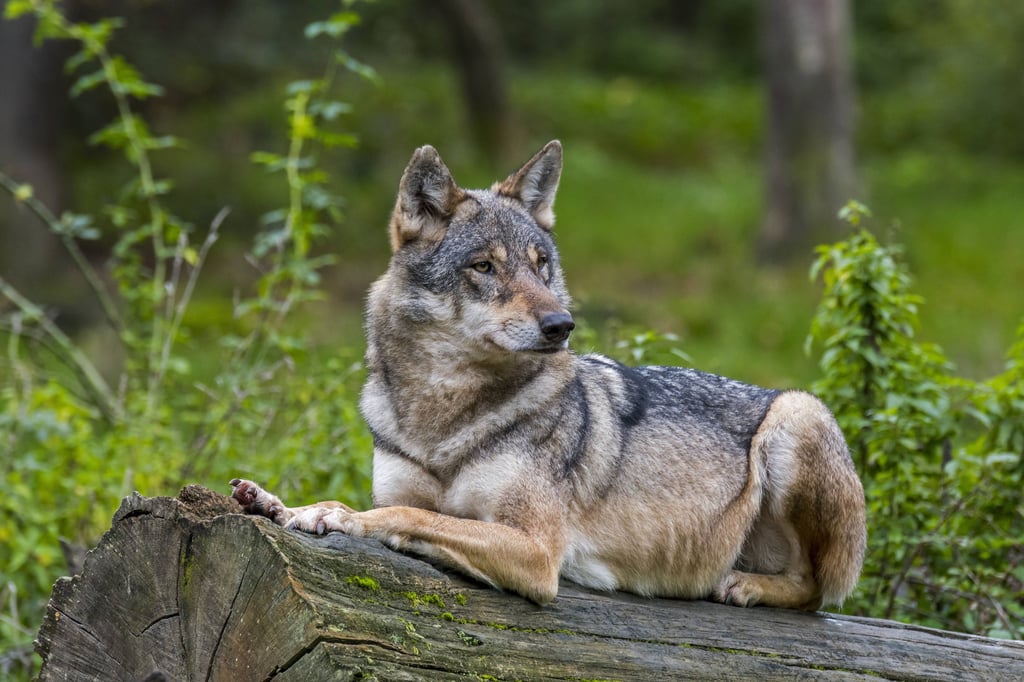 Mindestens 183 Wölfe lebten im Monitoring-Jahr 2021/22 in Sachsen-Anhalt. Das waren so viele wie nie seit Wiederansiedlung der Tiere um 2009.