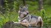 Mindestens 183 Wölfe lebten im Monitoring-Jahr 2021/22 in Sachsen-Anhalt. Das waren so viele wie nie seit Wiederansiedlung der Tiere um 2009. 