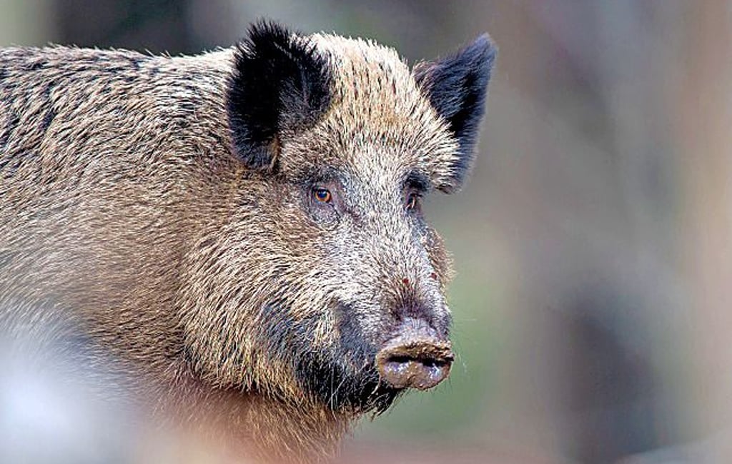 Wildschweine übertragen die Afrikanische Schweinepest