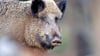Wildschweine übertragen die Afrikanische Schweinepest 