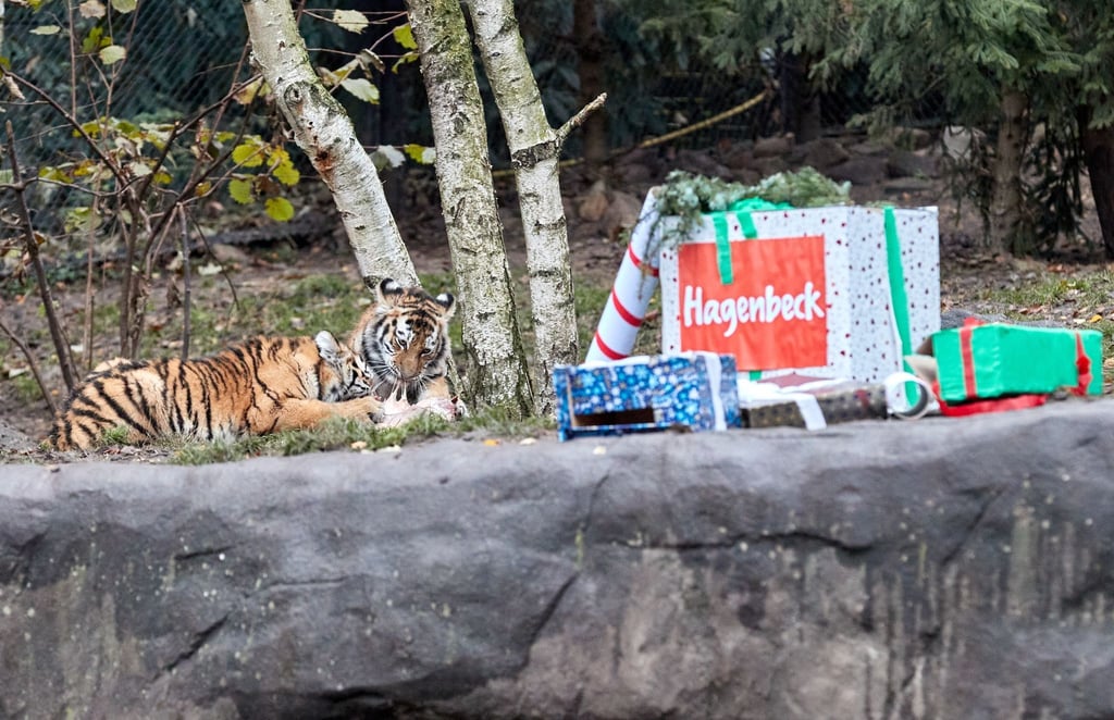 Die Tigerkinder Rida und Daria fallen über ihre verfrühten Nikolaus-Geschenke her.