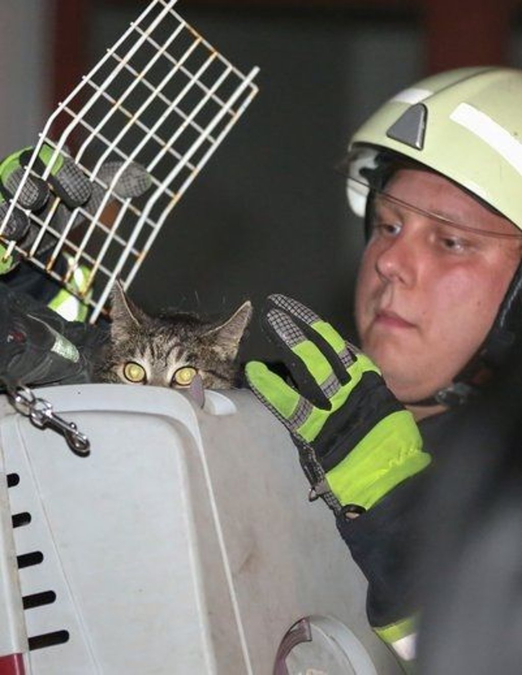 Eine gerettete Katze.