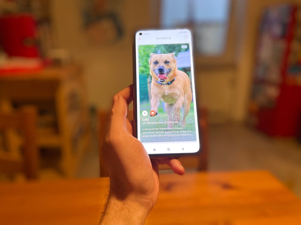 Die neue App "FindUs" aus Schönebeck soll Tierheimen Arbeit abnehmen und dazu beitragen für Hunde und Katzen neue Besitzer zu finden.