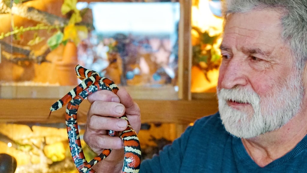 Horst Dohndorf mit einer Bergkönigsnatter, einer sogenannten Woodini. 