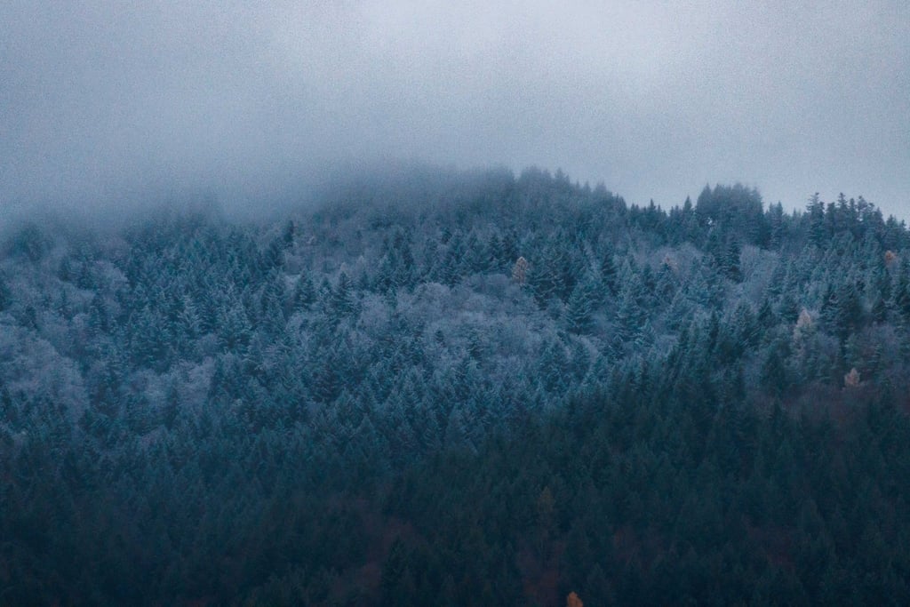 Der Schwarzwald hat auch dunkle Seiten.