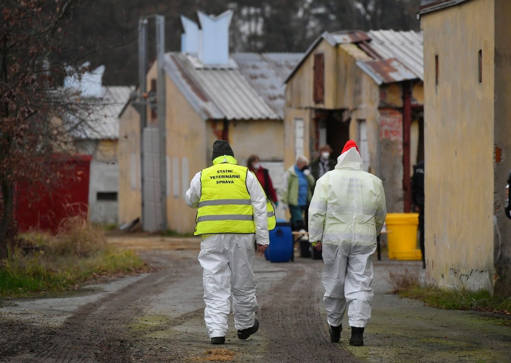 Tierärzte haben Zehntausende Enten aus dem Zuchtbetrieb Mavela Dynín entfernt, da dort die Vogelgrippe festgestellt wurde.