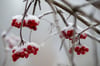 Schnee und Frost liegen als weiße Haube auf den Früchten des Beerenbaums.