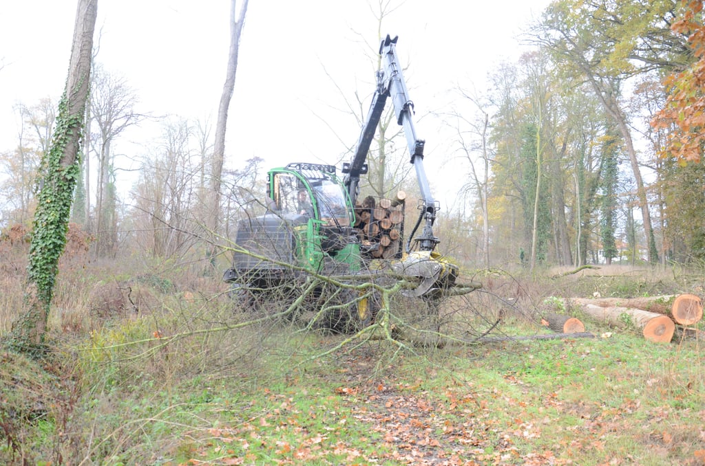 In dieser Woche gehen die Baumfällungen im Kurpark zu Ende. Dutzende Bäume, darunter zahlreiche Eschen, mussten weichen. Aufforstungen sind für Februar und März geplant.