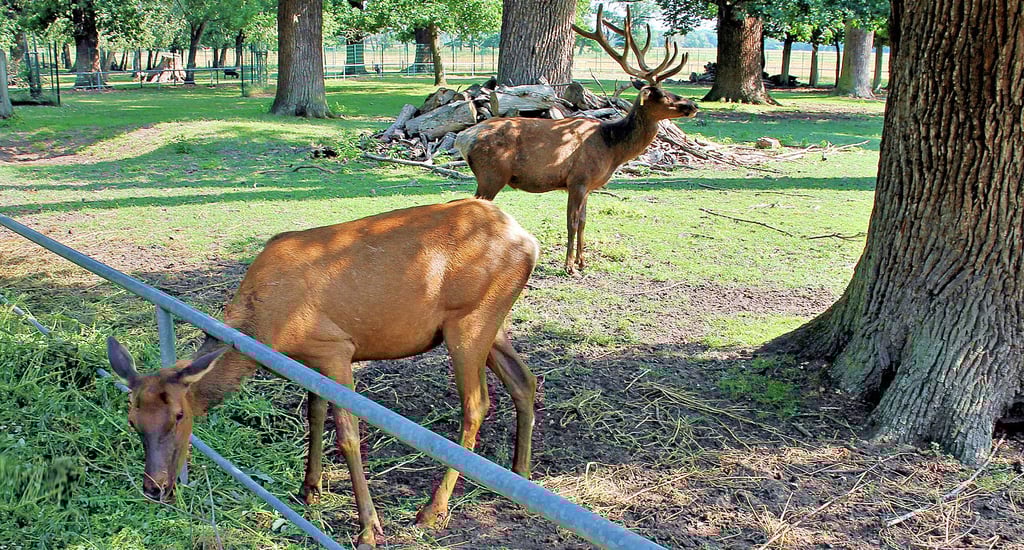 Wapiti grasen im Wildpark Weißewarte.