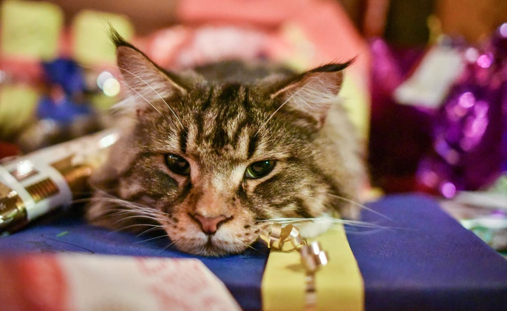 Eine Katze liegt zwischen Weihnachtsgeschenken. Immer wieder landen Haustiere als Geschenke unter dem Baum.