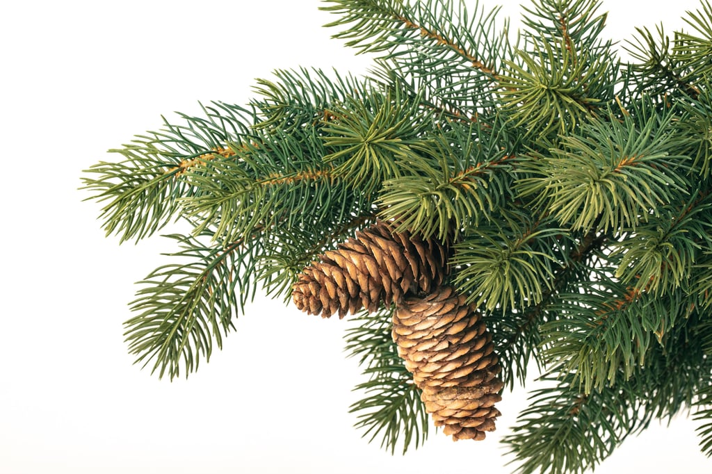 Auch am Zweig sind die Zapfen eine hübsche Dekoration zu Weihnachten.