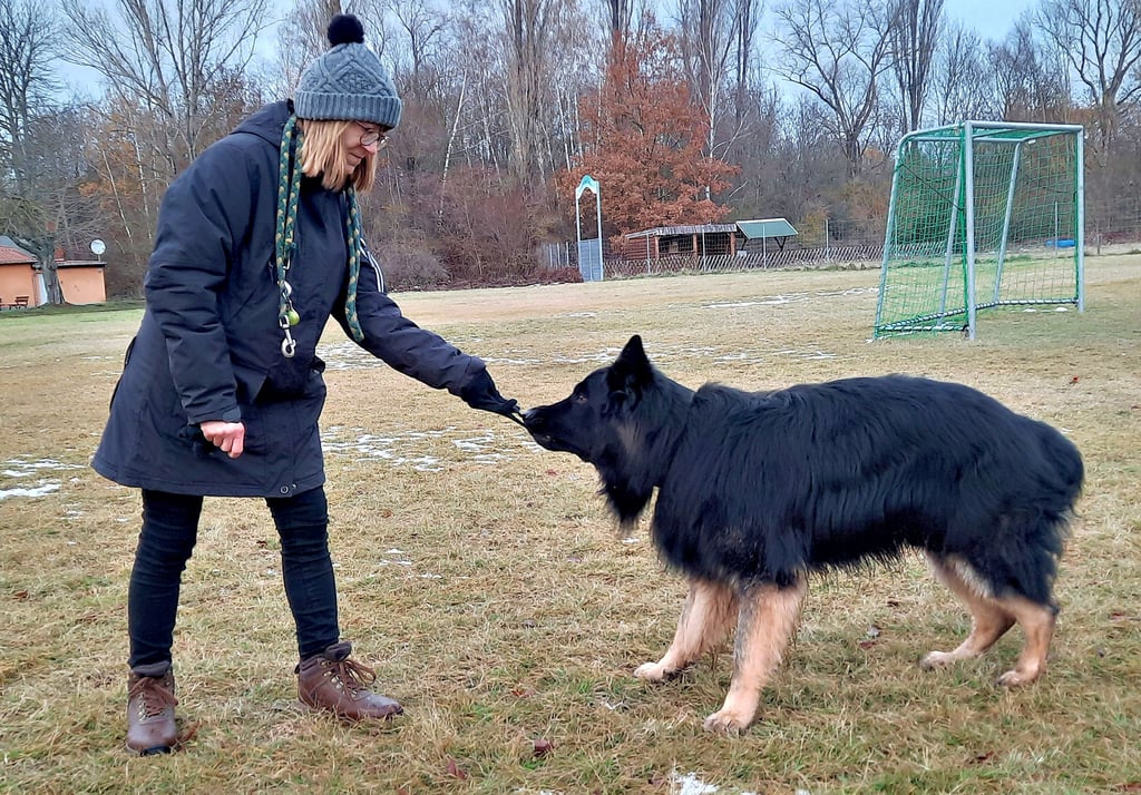 Keine Sorge, Schäferhund Helgon möchte Frauchen Diana Harnisch nicht etwa in die Hand beißen, sondern zieht ihr nur die Handschuhe aus.