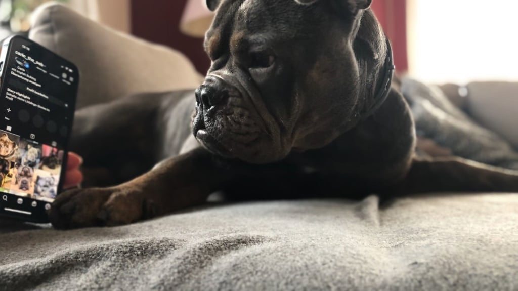 Carlo ist eine Olde-English-Bulldoge aus Hettstedt mit einem eigenem Instagramprofil. 