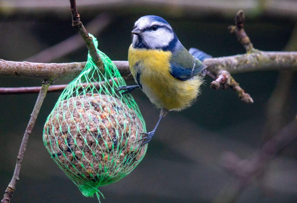 Die Blaumeise wurde im Landkreis am zweithäufigsten gezählt.