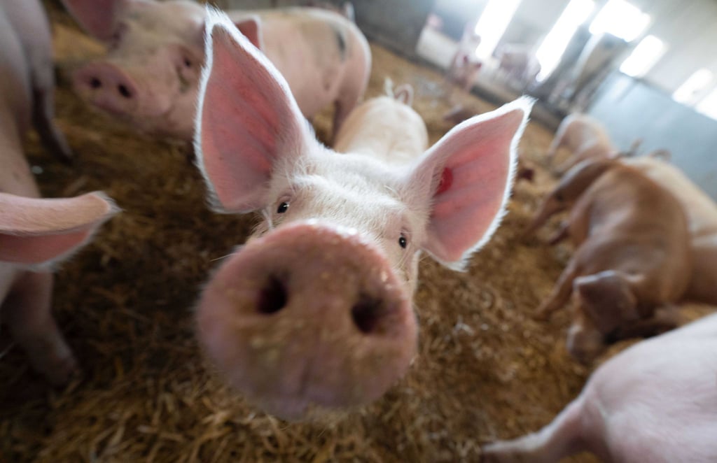 Schweine in einem Stall.