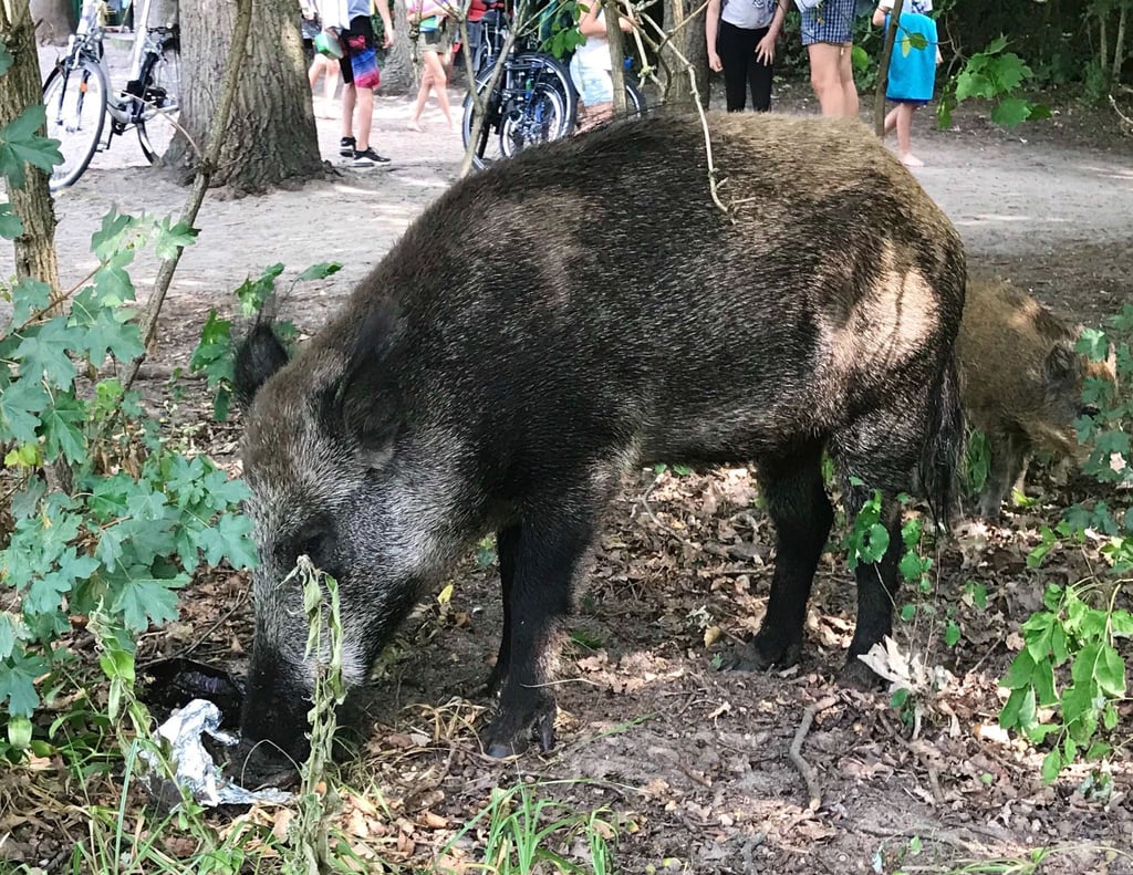 Ein Wildschwein mit seinem Nachwuchs schnuppert auf der Badewiese am Teufelssee an Müll.