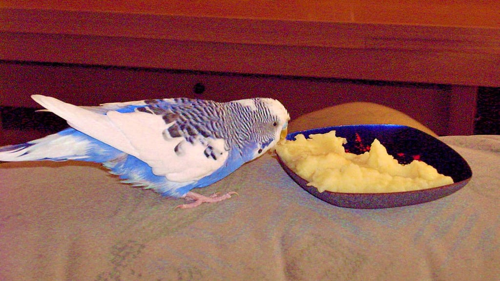 Wellensittich Peppi war besonders zutraulich. 