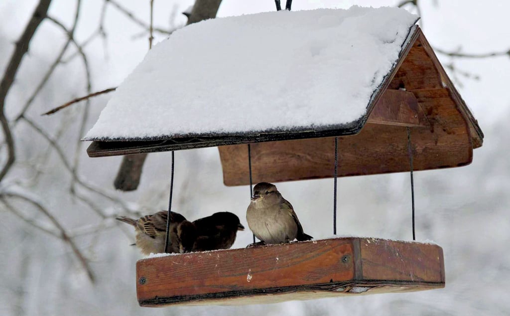 Wenn die Futterstelle also mal einen Tag kein Futter mehr hatte, fliegen die Spatzen weg. Gerade jetzt, bei Schneefall, sollten Futterstellen nie leer sein.