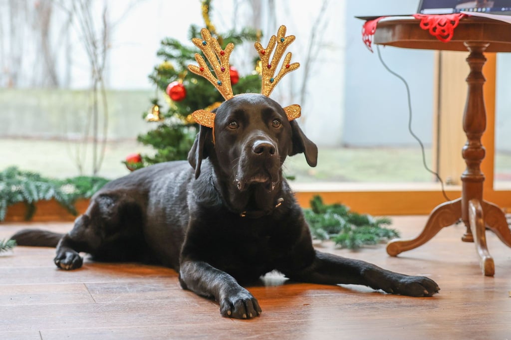 Balu ist beim Weihnachtsfest der Tiere im Tierheim Berlin weihnachtlich geschmückt.