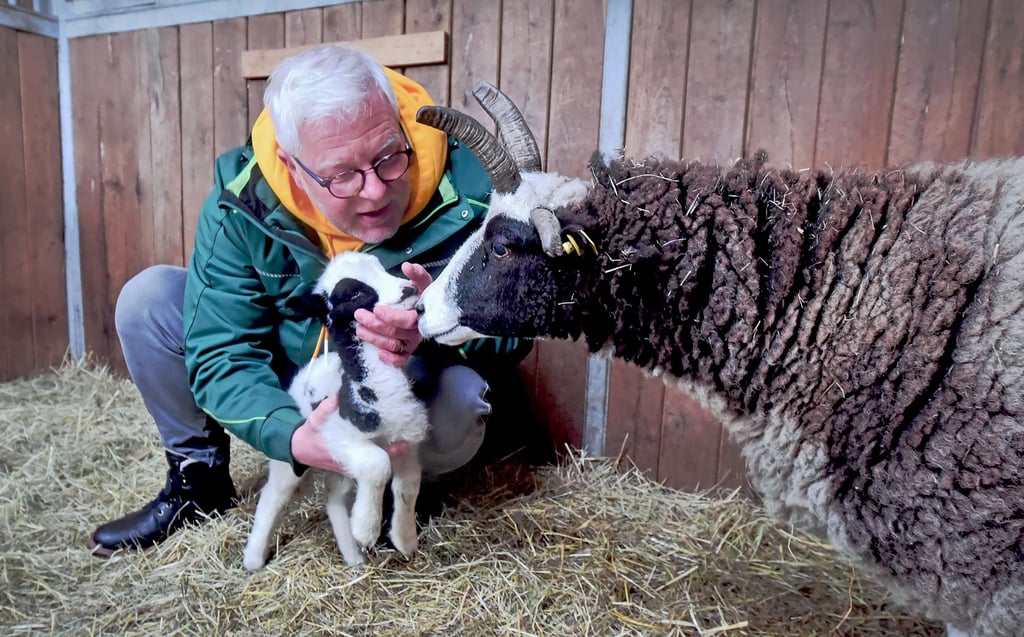 Vereinschef Thomas Ehrlich konnte sich im Februar in Bitterfelds Tiergehege über das neugeborene Vierhornschaf Lukas freuen.