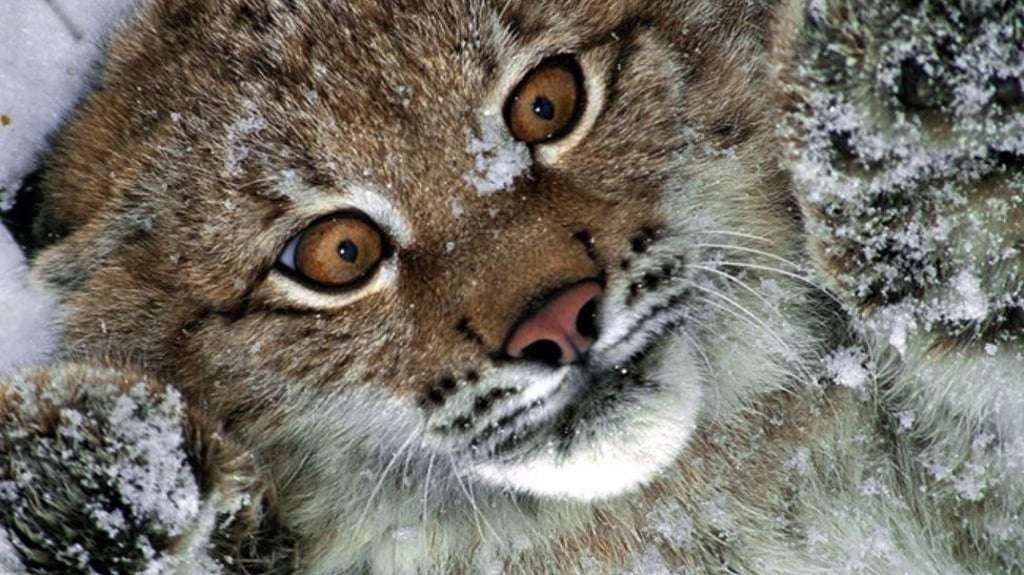 Das Luchsgehege an der Rabenklippe ist ein Touristenmagnet im Harz. Doch auch andere Aussichtspunkte laden zum Verweilen und Staunen ein. Symbolbild: