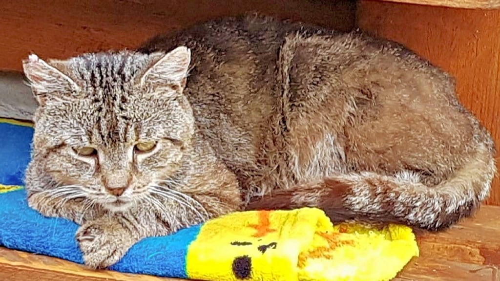Allstedt Kater Willi wird gesucht Verletzte Katze aus Box geflohen