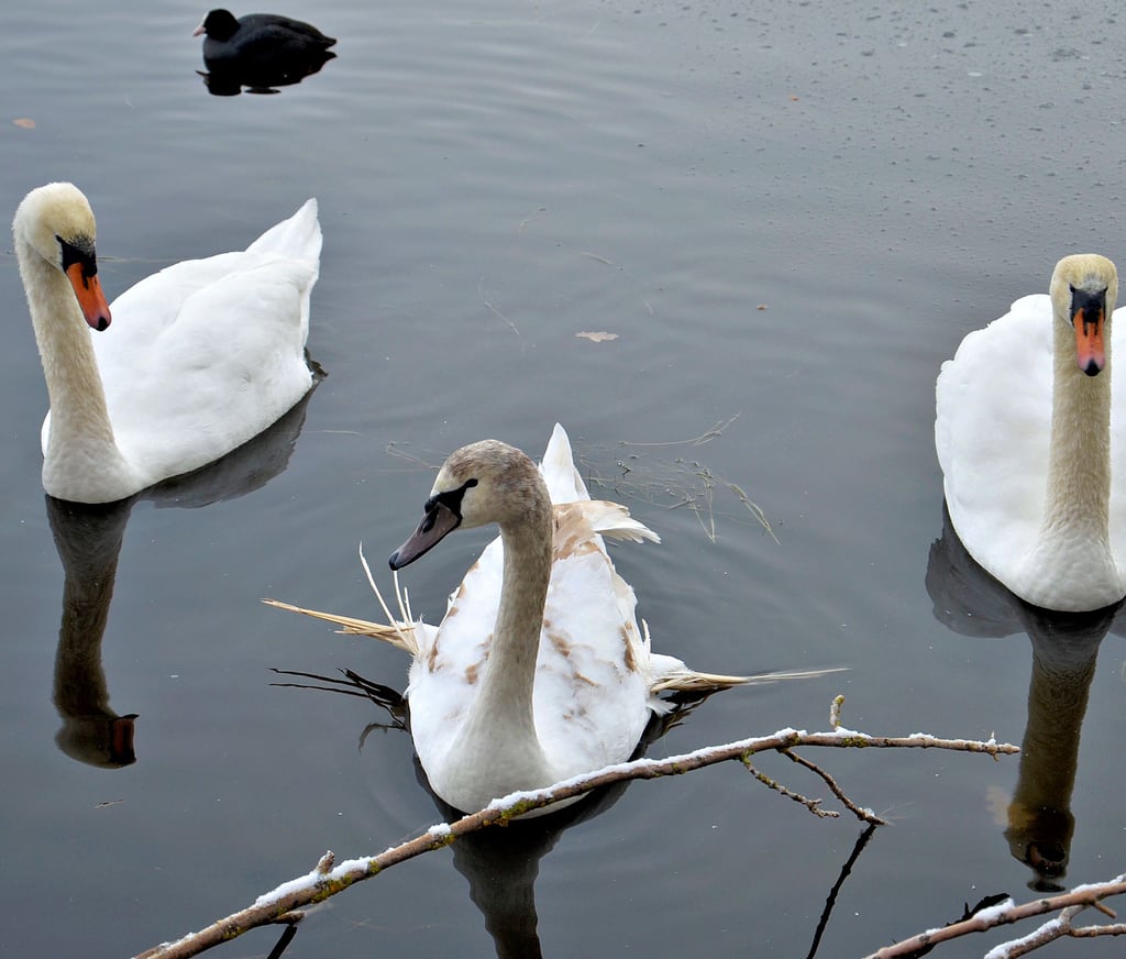 Der flügellahme junge Schwan vom Ritterflur-Teich in Staßfurt ist nicht allein, das Elternpaar befindet sich an seiner Seite. Die Sorge um das Tier teilen sich derweil Naturfreunde und Ordnungsamtsmitarbeiter der Stadt.