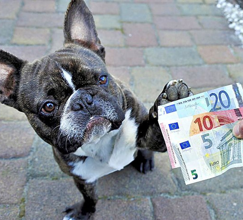 Eine Erhöhung der Steuer für Hundebesitzer in Raguhn-Jeßnitz wurde abgelehnt.