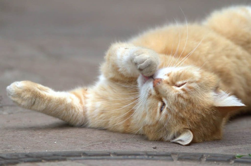 Trauer im Bergzoo Halle: Zookater Garfield ist tot.